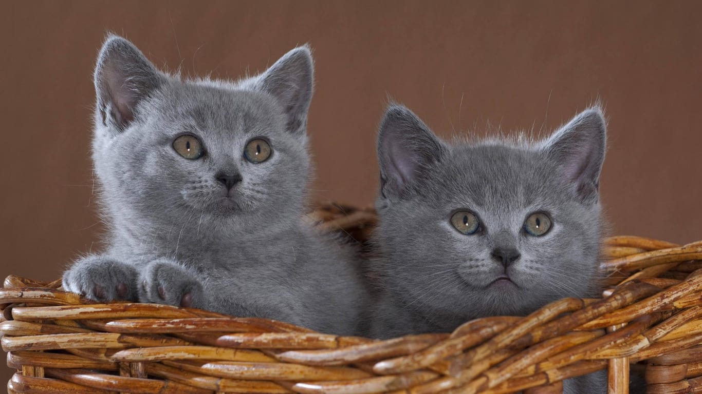 Zwei Kätzchen der Rasse British Shorthair sitzen in einem Korb: Eine Berlinerin ist wegen Betrugs mit den kleinen Vierbeinern verurteilt worden.