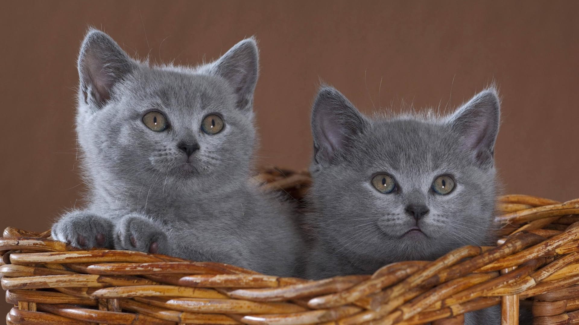 Zwei Kätzchen der Rasse British Shorthair sitzen in einem Korb: Eine Berlinerin ist wegen Betrugs mit den kleinen Vierbeinern verurteilt worden. Zwei Kätzchen der Rasse British Shorthair sitzen in einem Korb: Eine Berlinerin ist wegen Betrugs mit den kleinen Vierbeinern verurteilt worden.