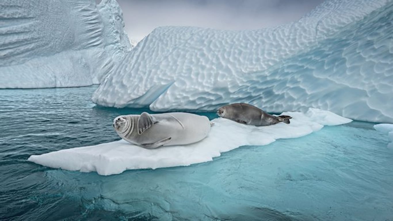 Der Schutz des Weddellmeers in der Antarktis wird weiterhin blockiert.