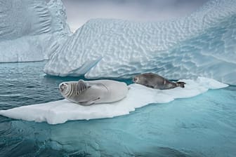Der Schutz des Weddellmeers in der Antarktis wird weiterhin blockiert.