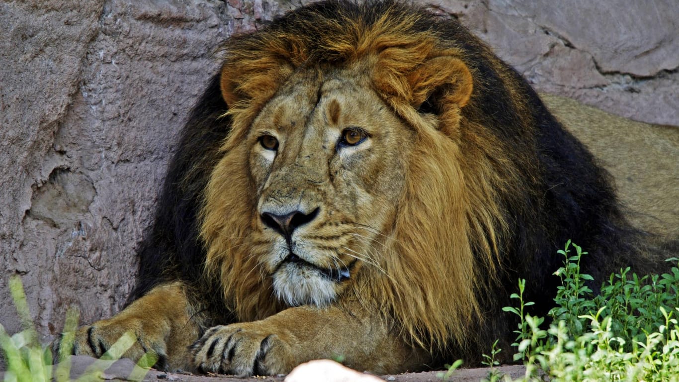 Ein Löwe liegt im Gehege (Symbolbild): Der Circus Krone versucht den Löwen aus dem Nürnberger Zoo zu retten.