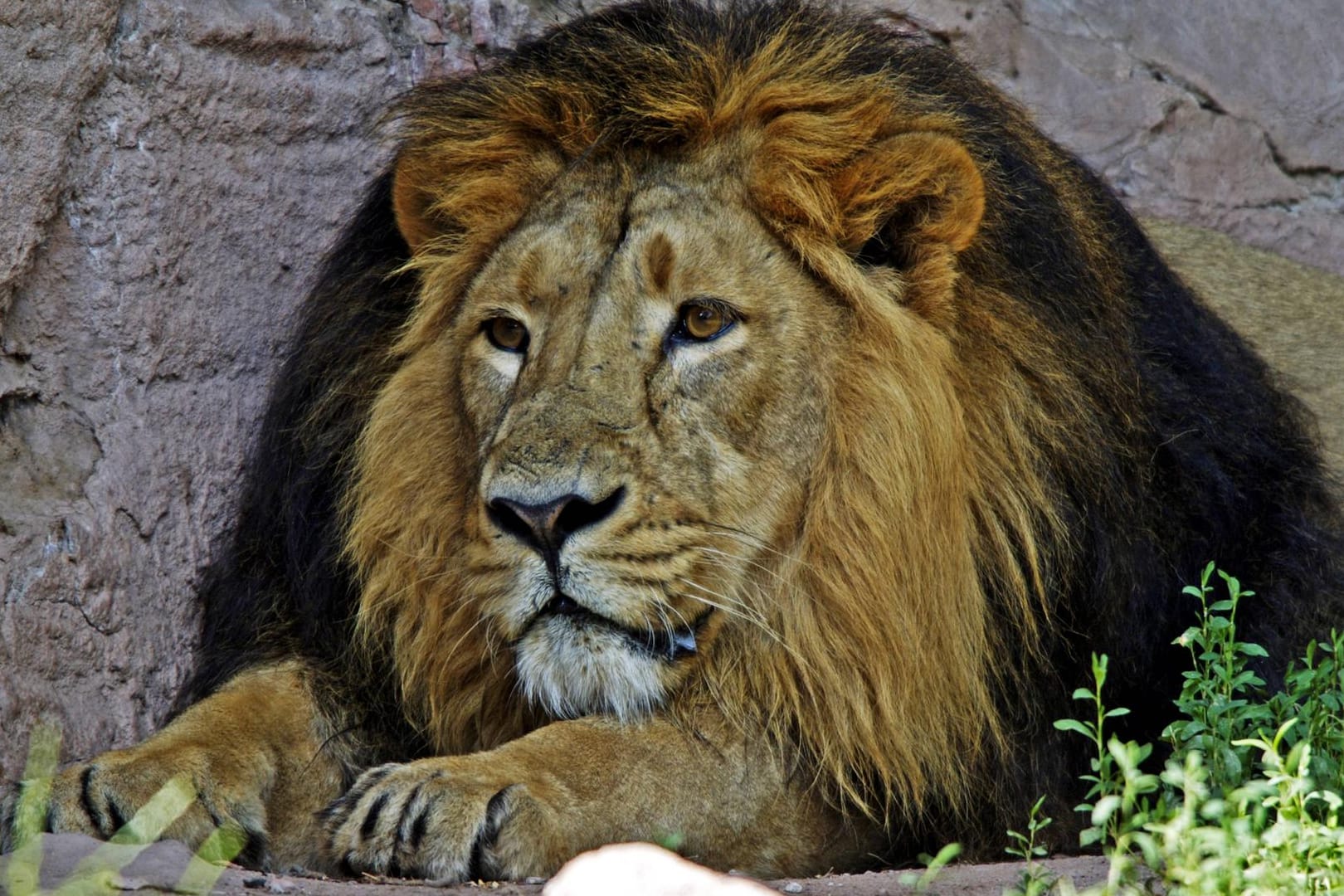 Ein Löwe liegt im Gehege (Symbolbild): Der Circus Krone versucht den Löwen aus dem Nürnberger Zoo zu retten.