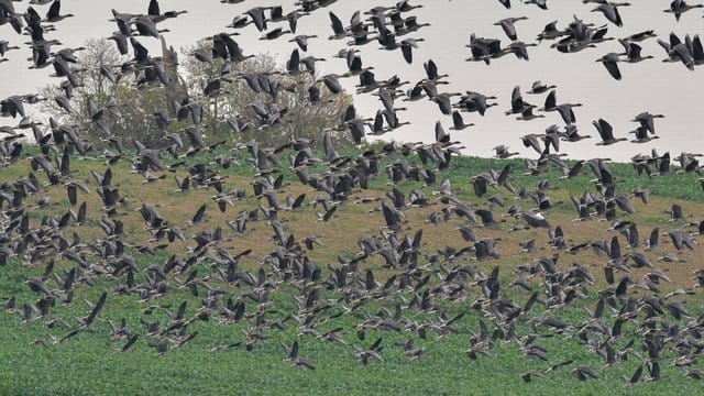 In Norddeutschland ist die Geflügelpest bei Wildvögeln nachgewiesen worden. In Norddeutschland ist die Geflügelpest bei Wildvögeln nachgewiesen worden.