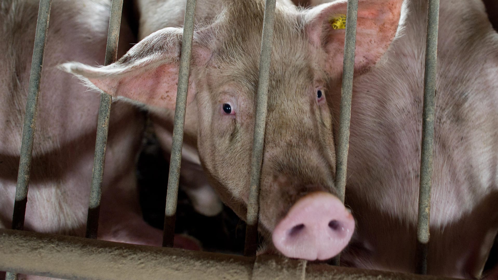 Ein Hausschwein in Brandenburg: Die Afrikanische Schweinepest ist nun auch in Sachsen angekommen. Ein Hausschwein in Brandenburg: Die Afrikanische Schweinepest ist nun auch in Sachsen angekommen.