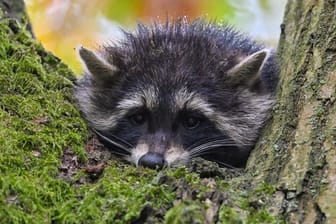 Von einem Gartenbaum aus inspiziert ein junger Waschbär in Brandenburg seine Umgebung.