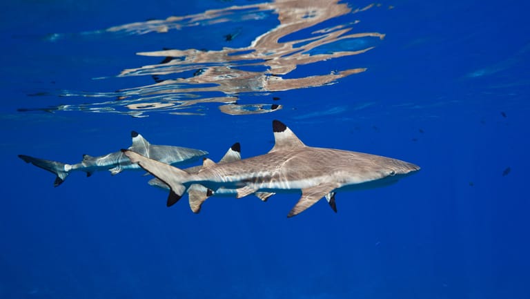 Schwarzspitzen-Riffhaie: Ein Riffhai oder ein Bullenhai hat einen 13-Jährigen verletzt.