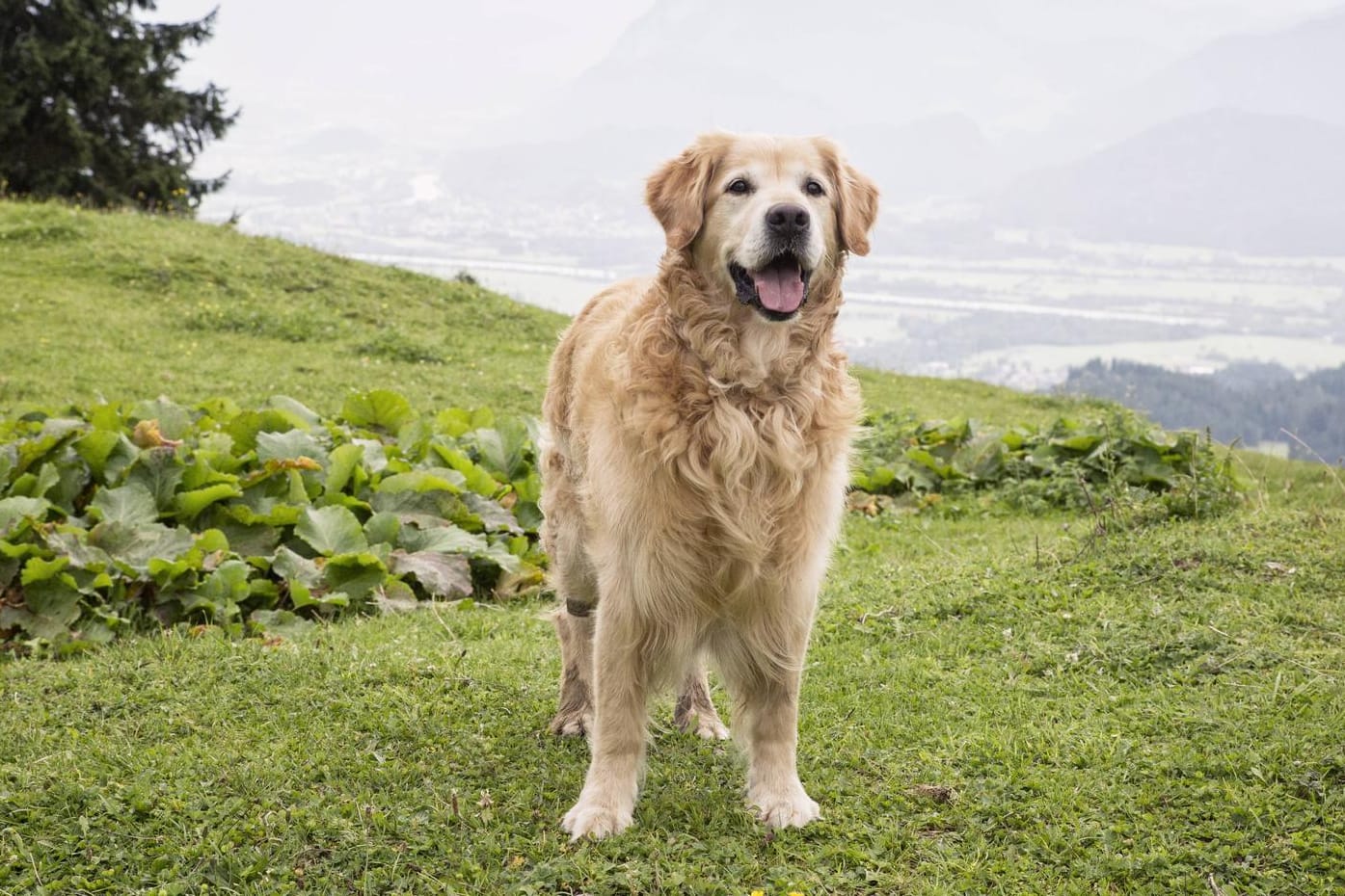 China: Ein Golden Retriever ist 100 Kilometer gelaufen, um zu seiner Familie zurückzukehren.