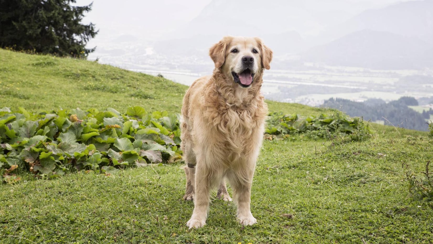 China: Ein Golden Retriever ist 100 Kilometer gelaufen, um zu seiner Familie zurückzukehren.