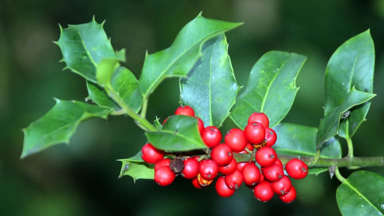 Baum des Jahres: Die Blätter und Beeren des gewählten Baumes sind für den Menschen giftig.