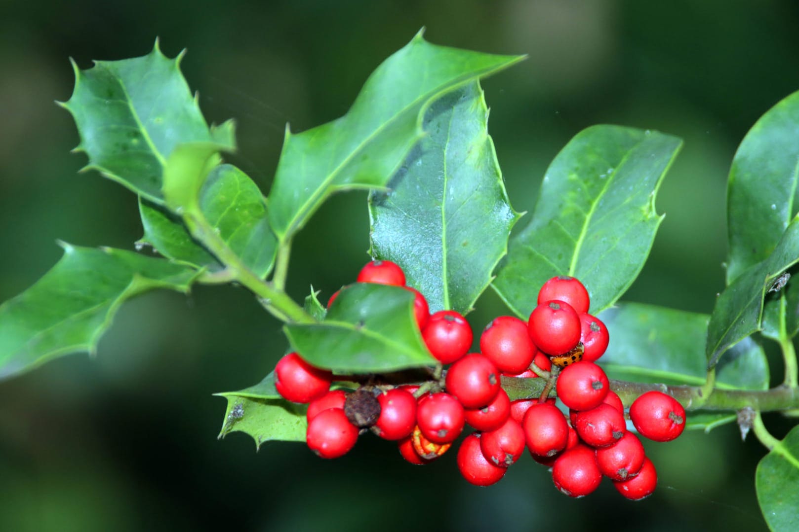 Baum des Jahres: Die Blätter und Beeren des gewählten Baumes sind für den Menschen giftig.