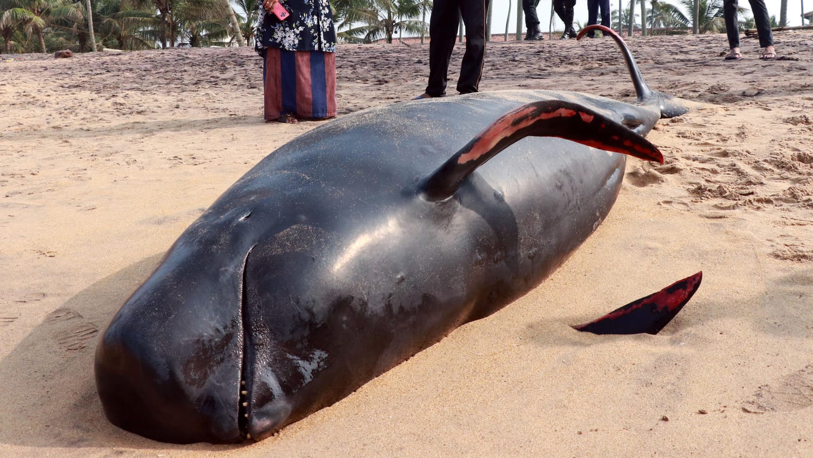 Ein toter Wal am Strand von Sir Lanka: Nicht alle Tiere konnten zurück ins Wasser gebracht werden.