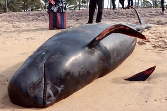 Ein toter Wal am Strand von Sir Lanka: Nicht alle Tiere konnten zurück ins Wasser gebracht werden.