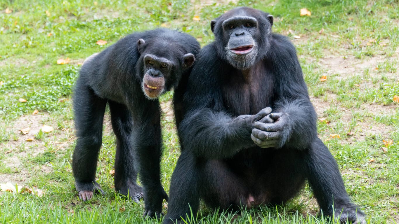 Zwei Schimpansen in einem Zoo: In den Niederlanden wurden zwei Tiere getötet, nachdem sie aus dem Gehege ausgebrochen waren. (Symbolbild)