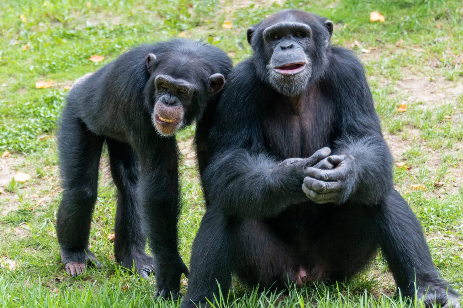 Zwei Schimpansen in einem Zoo: In den Niederlanden wurden zwei Tiere getötet, nachdem sie aus dem Gehege ausgebrochen waren. (Symbolbild)