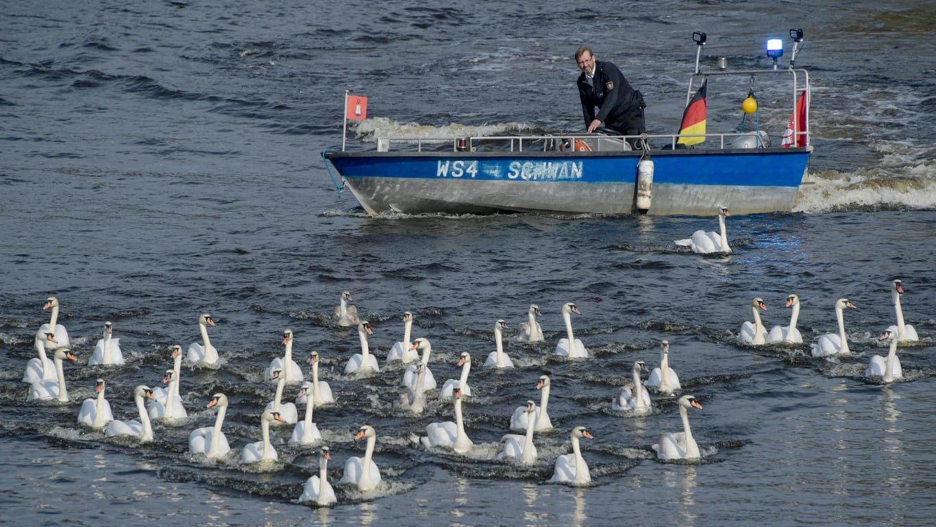 Schwanenvater Olaf Nieß begleitet mit seinem Boot die Alsterschwäne (Archivbild): Die Tiere sind ein Wahrzeichen Hamburgs.