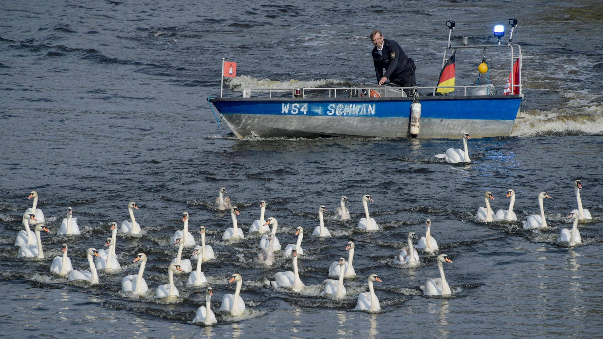 Schwanenvater Olaf Nieß begleitet mit seinem Boot die Alsterschwäne (Archivbild): Die Tiere sind ein Wahrzeichen Hamburgs. Schwanenvater Olaf Nieß begleitet mit seinem Boot die Alsterschwäne (Archivbild): Die Tiere sind ein Wahrzeichen Hamburgs.