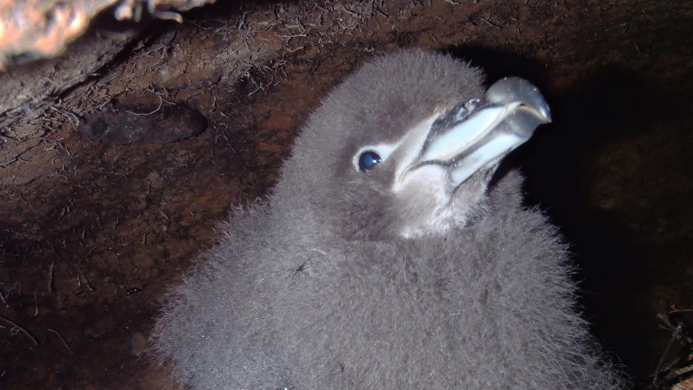 Neuseeland, Punakaiki: Ein Küken eines Westlandsturmvogels hockt in einem Erdloch. Der einzige bekannte Brutplatz des als gefährdet eingestuften Westlandsturmvogels liegt in einem Wald in der Nähe von Punakaiki.
