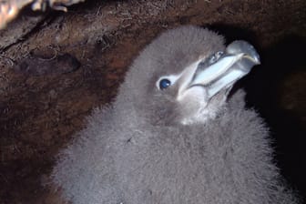 Neuseeland, Punakaiki: Ein Küken eines Westlandsturmvogels hockt in einem Erdloch. Der einzige bekannte Brutplatz des als gefährdet eingestuften Westlandsturmvogels liegt in einem Wald in der Nähe von Punakaiki.