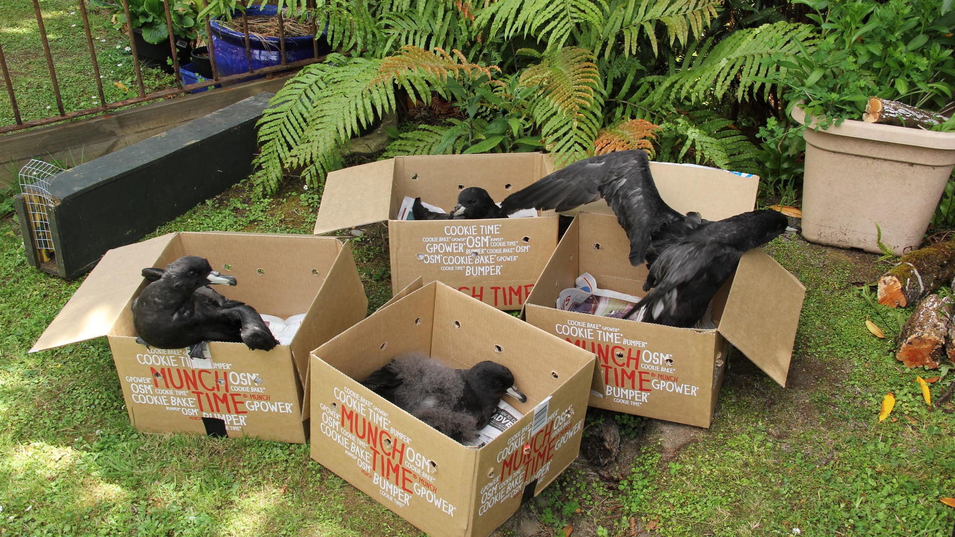 Neuseeland, Punakaiki: Der einzige bekannte Brutplatz des als gefährdet eingestuften Westlandsturmvogels liegt in einem Wald in der Nähe von Punakaiki.