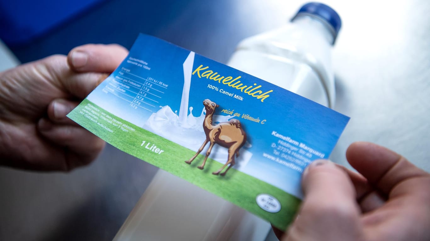 Kamelmilch: Für eine europaweite Vermarktung muss Kamelmilch pasteurisiert sein.