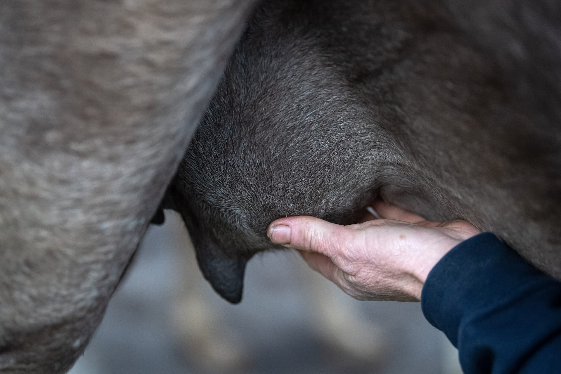 Kamelmilch: Im Gegensatz zu Kühen muss beim Melken immer das Fohlen in der Nähe sein, sonst klappt es nicht.