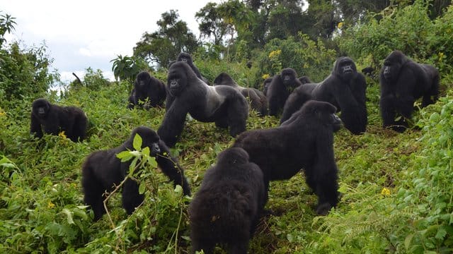 Eine Gruppe Berggorillas im Virunga-Massiv an der Grenze von Kongo, Ruanda und Uganda.