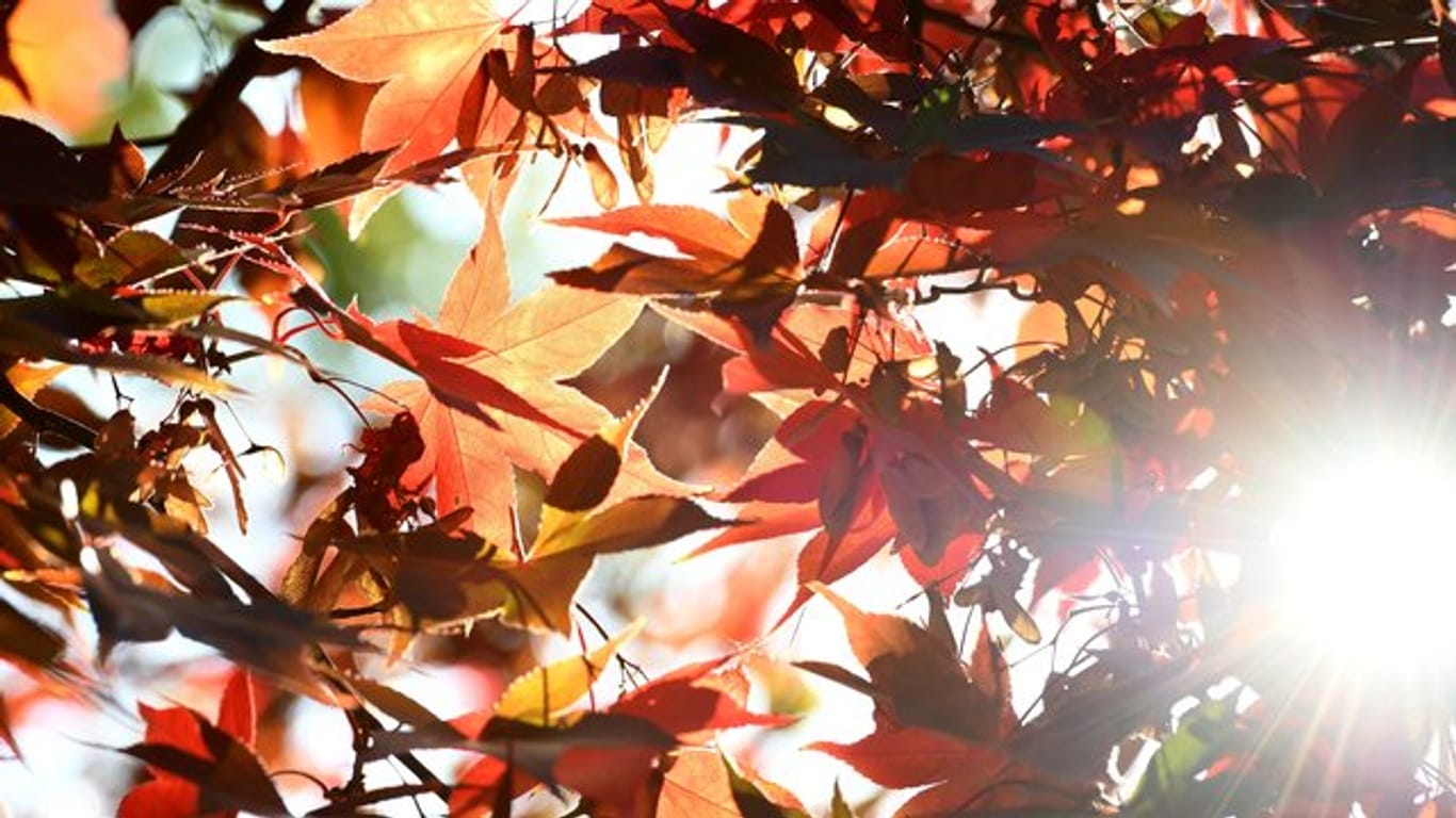 Die Sonne scheint durch die roten Blätter eines Ahornbaumes.