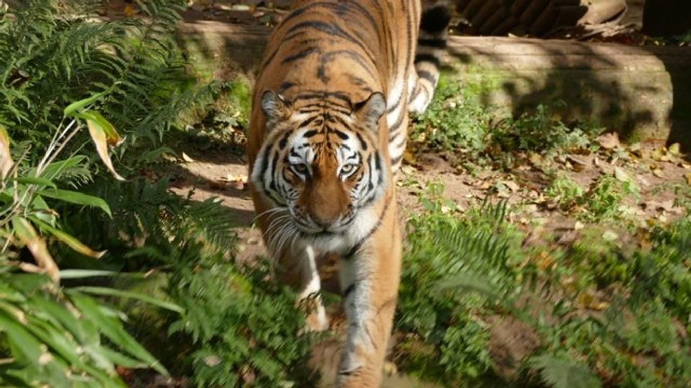 Der Tiger Samur geht durch sein Gehege im Nürnberger Zoo: Nun ist er nach Sachsen-Anhalt umgezogen.