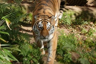 Der Tiger Samur geht durch sein Gehege im Nürnberger Zoo: Nun ist er nach Sachsen-Anhalt umgezogen.