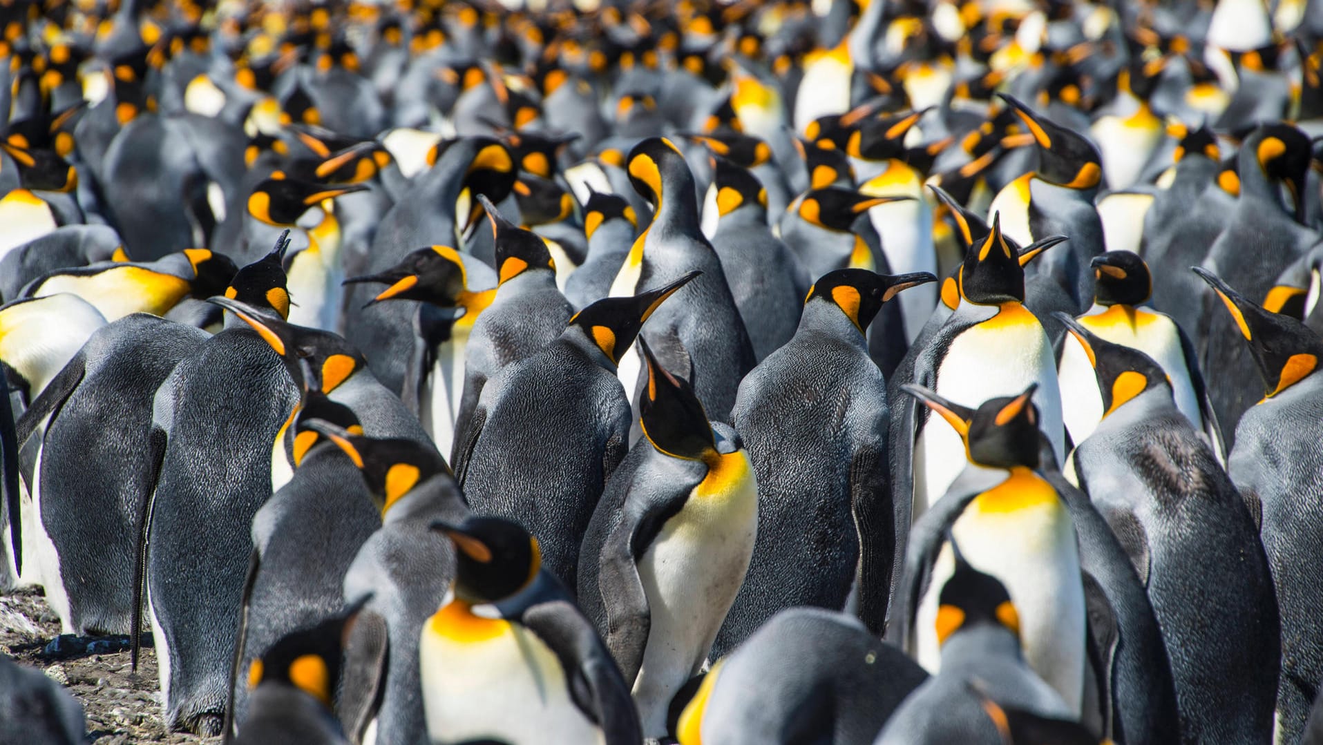 Königspinguine in Südgeorgien: Ein Eisberg könnte das Ökosystem in der Region für Jahrzehnte verändern.