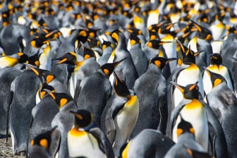 Königspinguine in Südgeorgien: Ein Eisberg könnte das Ökosystem in der Region für Jahrzehnte verändern.