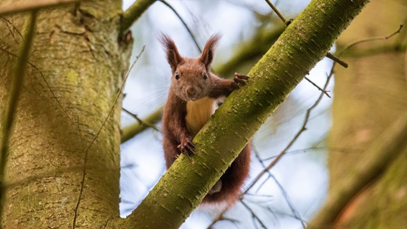 Ein Eichhörnchen sitzt auf einem Baum (Archivbild): Die Tiere fühlen sich offenbar in Hamburg wohl.