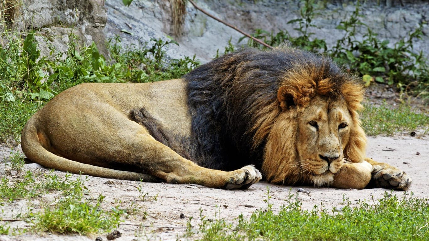 Löwe im Nürnberger Zoo: Der reproduktiven Stamm an jungen Löwen im Nürnberger Zoo soll aufrechterhalten werden. Ein möglicherweise steriler Löwe soll daher eingeschläfert werden.