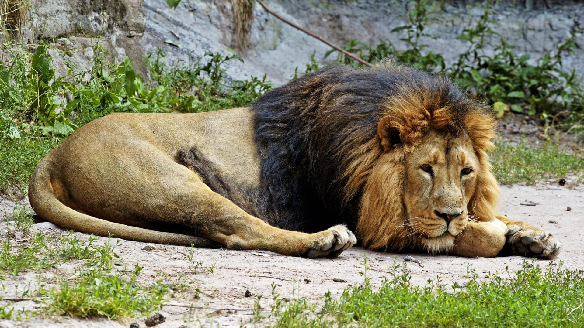 Löwe im Nürnberger Zoo: Der reproduktiven Stamm an jungen Löwen im Nürnberger Zoo soll aufrechterhalten werden. Ein möglicherweise steriler Löwe soll daher eingeschläfert werden. Löwe im Nürnberger Zoo: Der reproduktiven Stamm an jungen Löwen im Nürnberger Zoo soll aufrechterhalten werden. Ein möglicherweise steriler Löwe soll daher eingeschläfert werden.