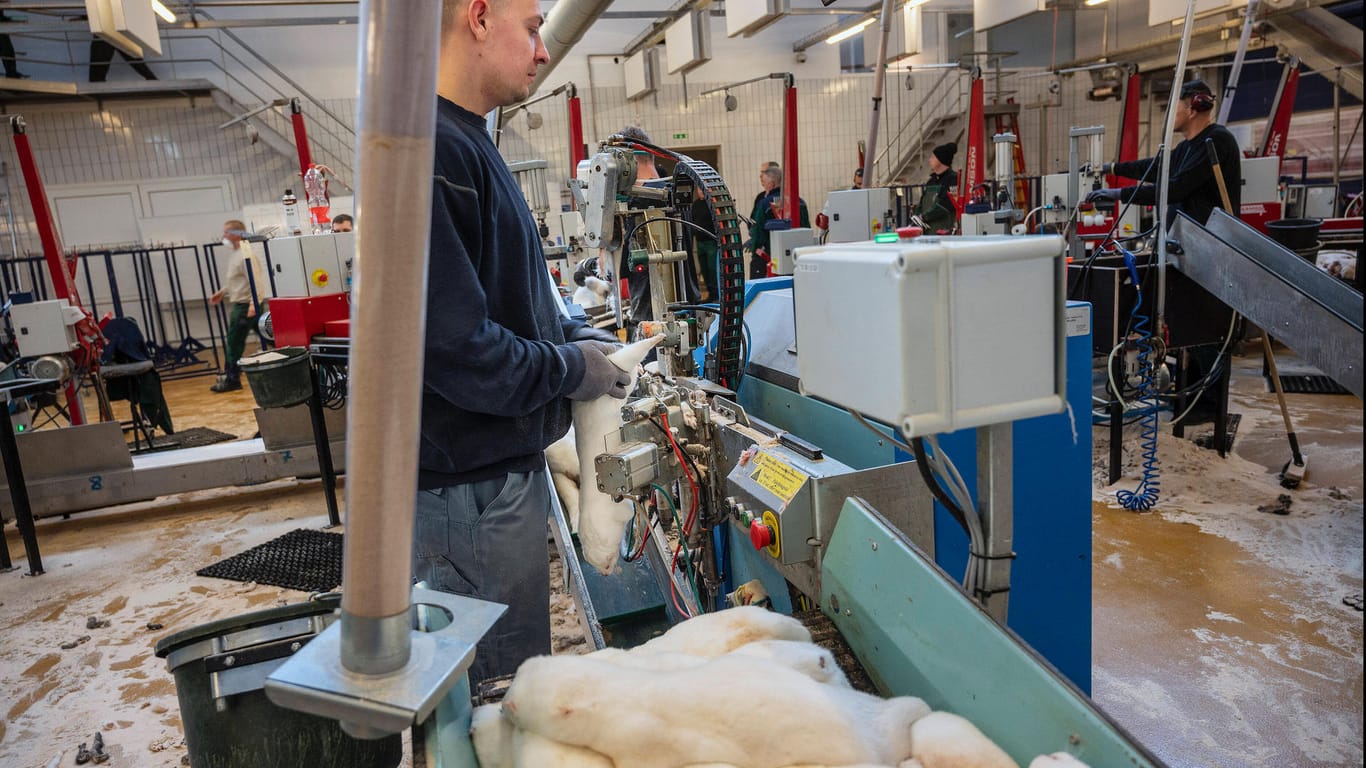 In einer Pelzfabrik in Dänemark: Nach der Tötung Tausender Nerze wird den Kadavern das Fell abgezogen.