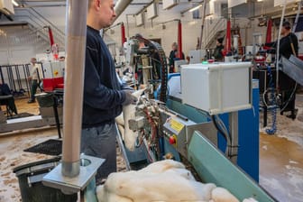 In einer Pelzfabrik in Dänemark: Nach der Tötung Tausender Nerze wird den Kadavern das Fell abgezogen.