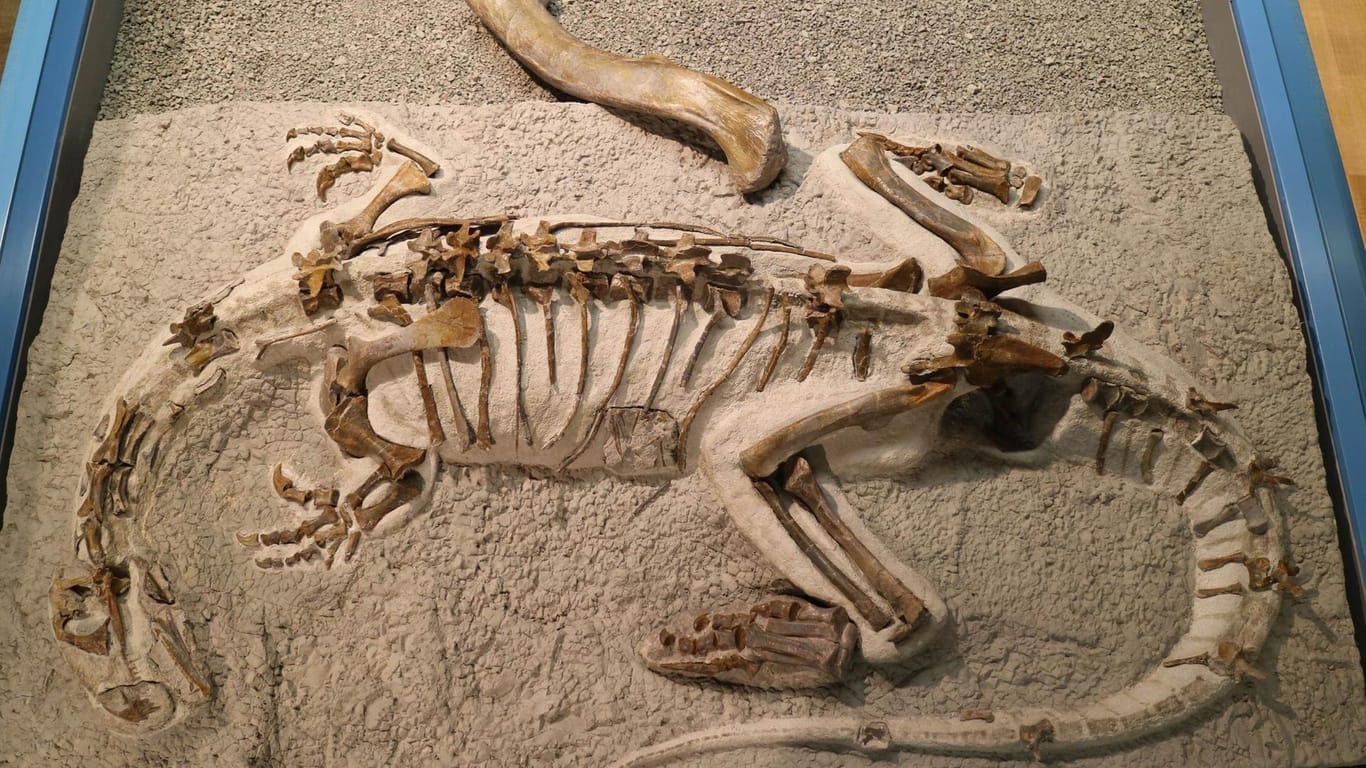 Schweiz, Frick: Über dem Skelett des Plateosaurus "Fabian" im Sauriermuseum Frick liegt der rund 50 cm lange Oberschenkelknochen eines größeren Plateosaurus zum Größenvergleich.