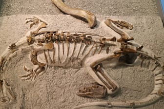 Schweiz, Frick: Über dem Skelett des Plateosaurus "Fabian" im Sauriermuseum Frick liegt der rund 50 cm lange Oberschenkelknochen eines größeren Plateosaurus zum Größenvergleich.