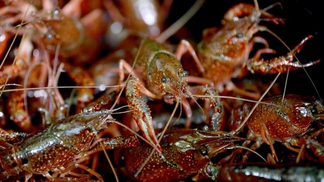 Gefangene Amerikanische Sumpfkrebse (Archivbild): Berlin kämpft gegen die Ausbreitung der Tiere. Gefangene Amerikanische Sumpfkrebse (Archivbild): Berlin kämpft gegen die Ausbreitung der Tiere.