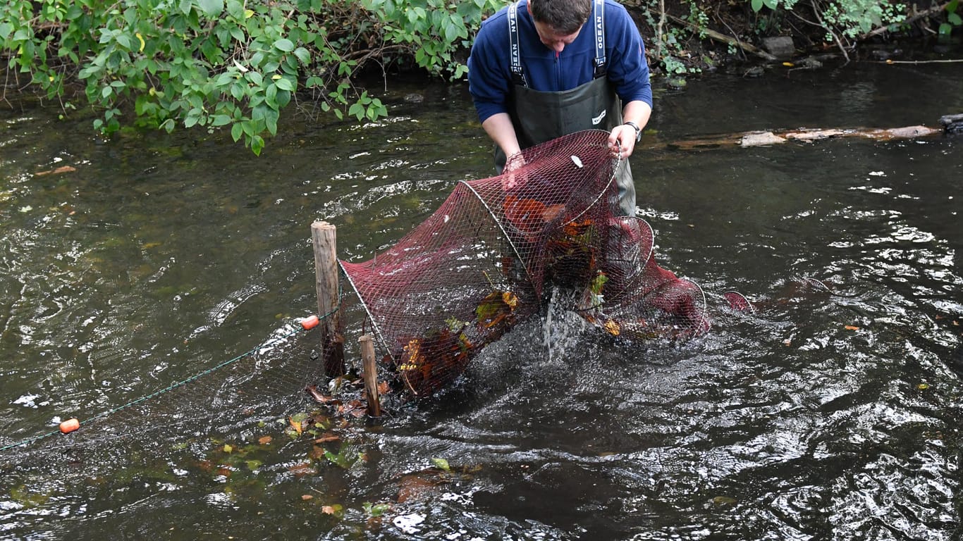 Ein Mitarbeiter des Fischeiamtes (Archivbild): In einem Teich im Tiergarten fängt er nordamerikanische Sumpfkrebse ein.