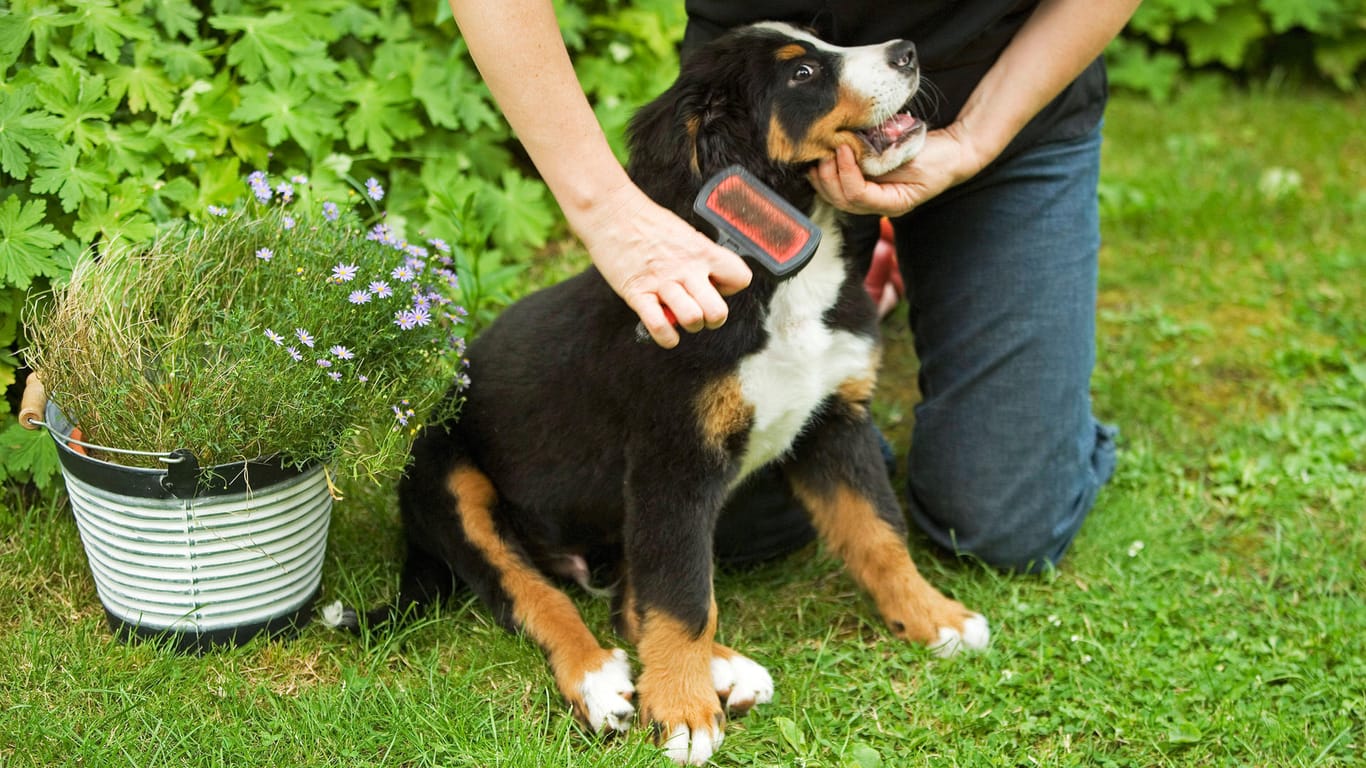 Fellpflege: Wenn Sie Ihren Hund regelmäßig draußen bürsten, sorgen Sie für weniger Dreck im Haus.