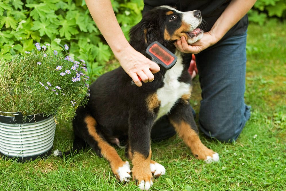Fellpflege: Wenn Sie Ihren Hund regelmäßig draußen bürsten, sorgen Sie für weniger Dreck im Haus.