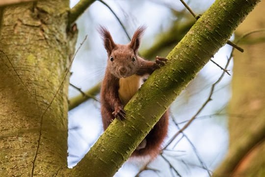 Eichhörnchen