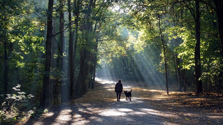 Eine Frau geht in Berlin mit einem Hund Gassi (Symbolbild): Bei einer Spazierrunde sind Knochen in einem Waldgebiet entdeckt worden.
