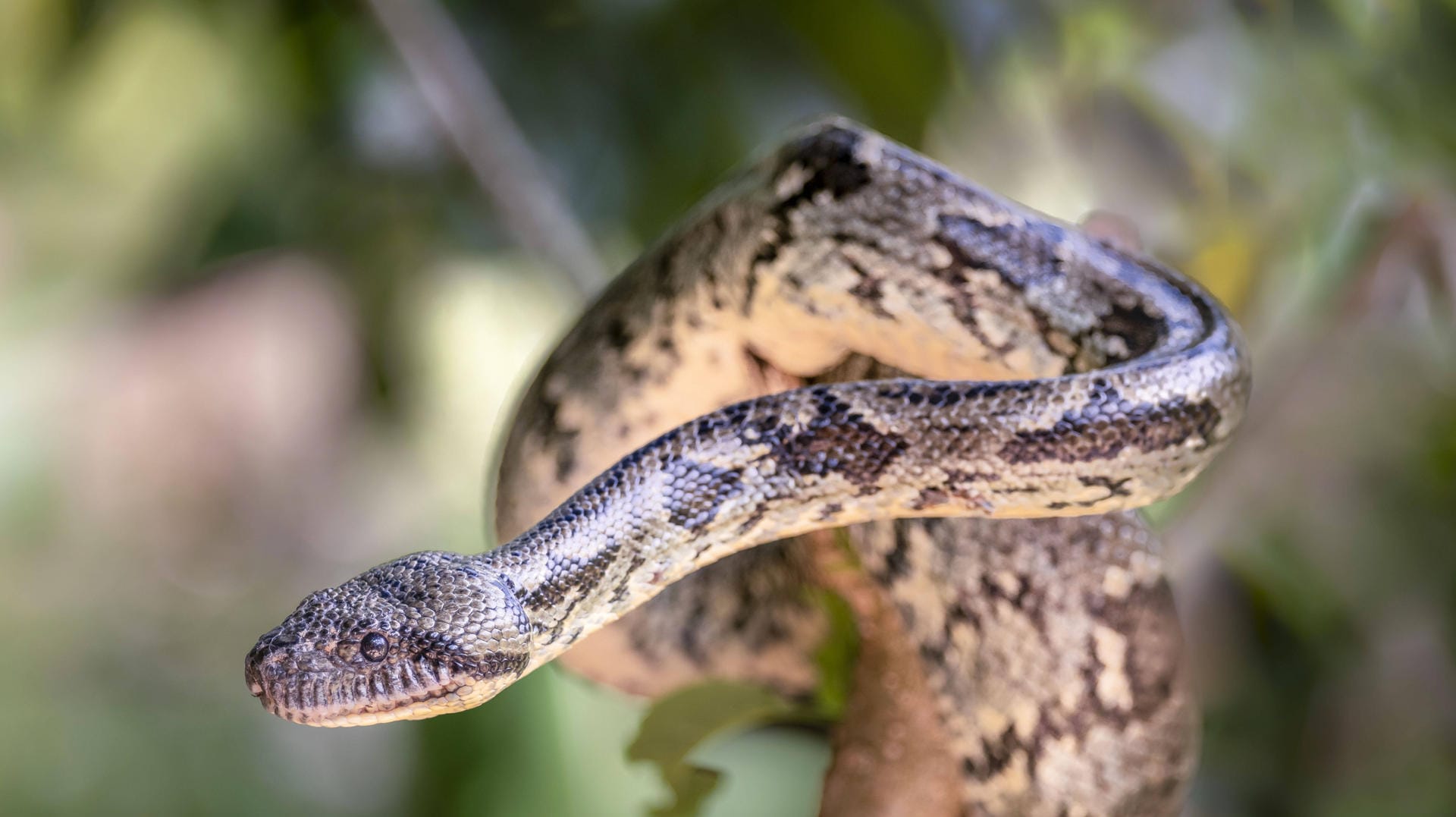 Eine Madagaskar-Hundskopfboa auf einem Baumstamm (Symbolbild): In Essen hat ein Mann zwei Würgeschlangen gefunden, bei denen es sich entweder um Boas oder Pythons handeln soll. Eine Madagaskar-Hundskopfboa auf einem Baumstamm (Symbolbild): In Essen hat ein Mann zwei Würgeschlangen gefunden, bei denen es sich entweder um Boas oder Pythons handeln soll.