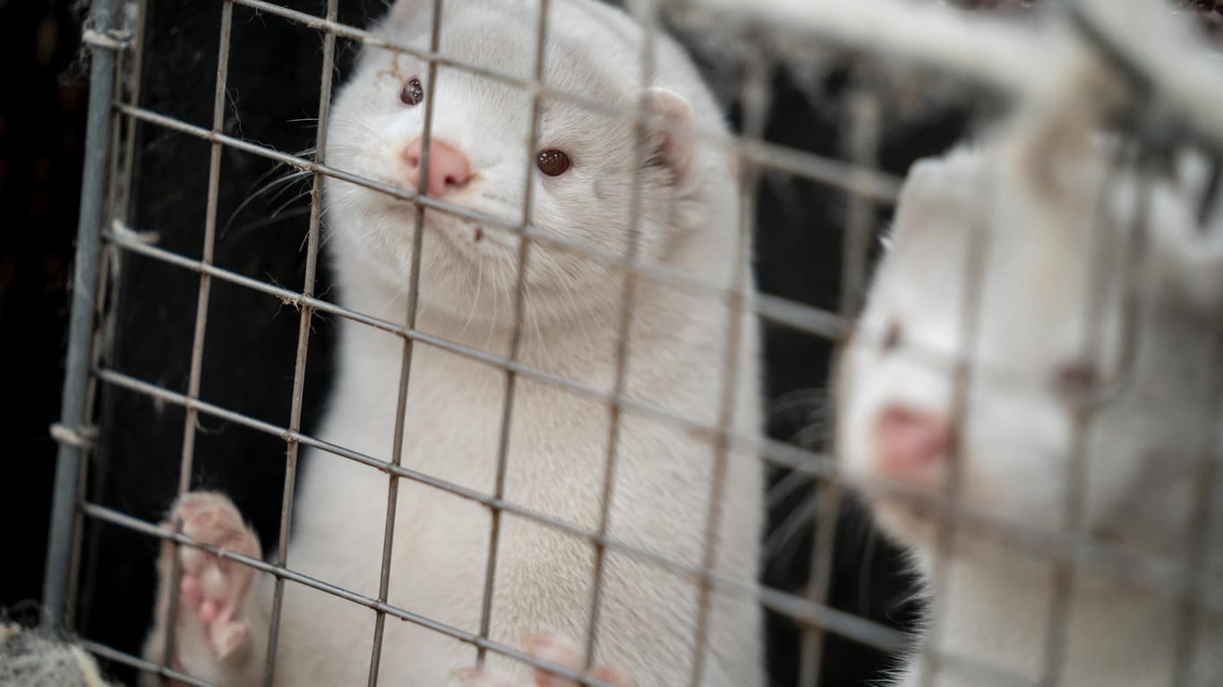 Nerze schauen durch ein Gitter: 15 bis 17 Millionen Tiere müssen wegen des mutierten Virus getötet werden.