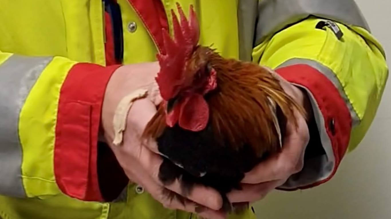 Der ausgebrochene Hahn: Erst von Tierschützern ließ sich der Hahn wieder einfangen.