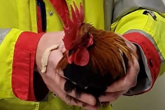 Der ausgebrochene Hahn: Erst von Tierschützern ließ sich der Hahn wieder einfangen.