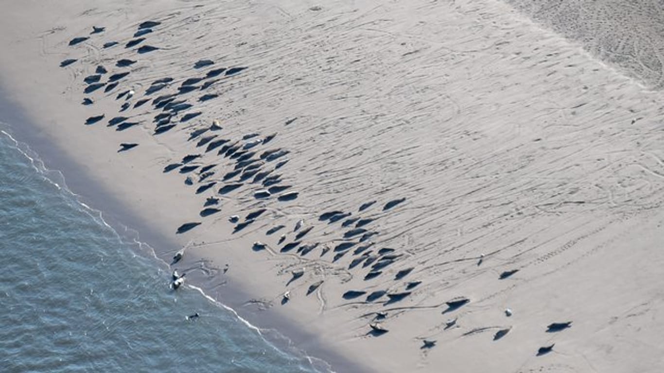 Wissenschaftlern zufolge steigt die Seehund-Population im Wattenmeer leicht an.