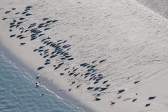 Wissenschaftlern zufolge steigt die Seehund-Population im Wattenmeer leicht an.